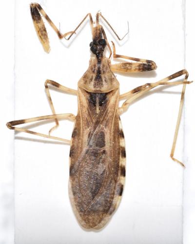 Oncocephalus sp.